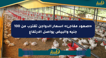«صعود مفاجئ» أسعار الدواجن تقترب من 100 جنيه والبيض يواصل الارتفاع